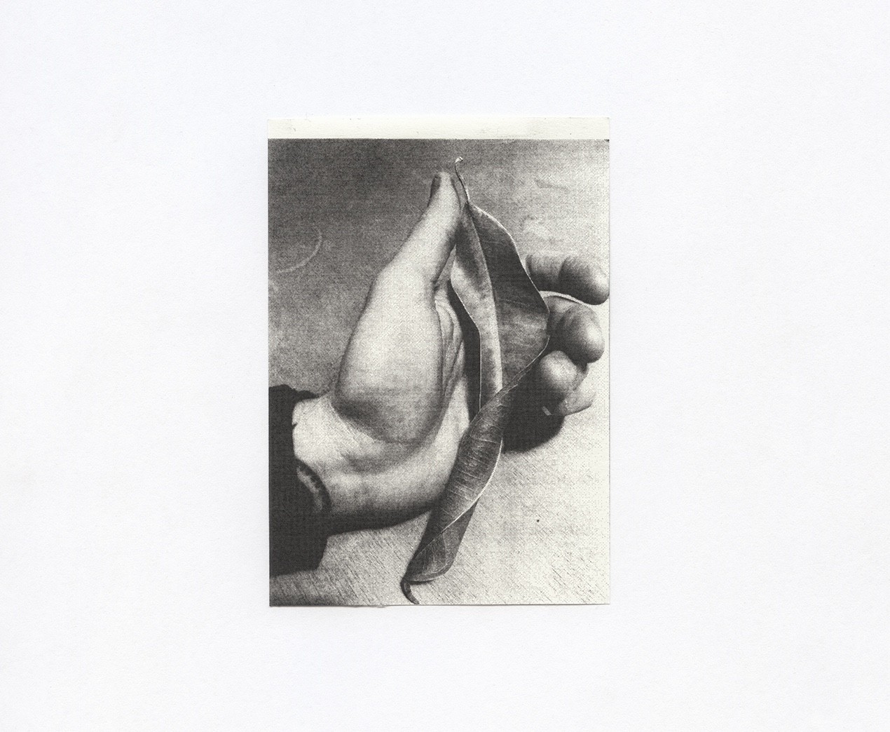 Studies On Tenderness